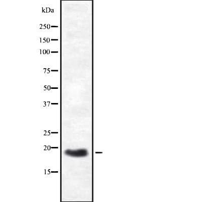 HES3 Antibody