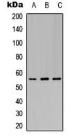 KCNJ3 / GIRK1 Antibody (phospho-Ser185)