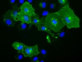BTN1A1 Antibody (clone OTI4H10)