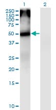 CHRNA5 Antibody (clone 7D3)