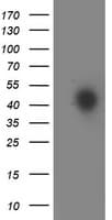 HOXC11 Antibody (clone OTI4H8)