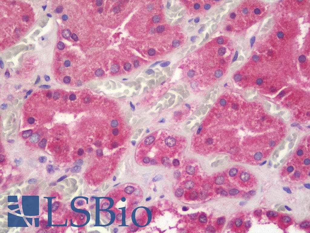 IHC-plus™ UQCRQ Antibody