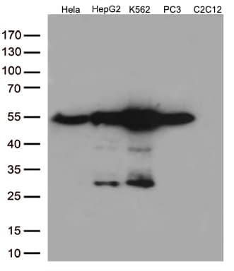 CALR / Calreticulin Antibody (clone OTI13E4, Carrier-free)