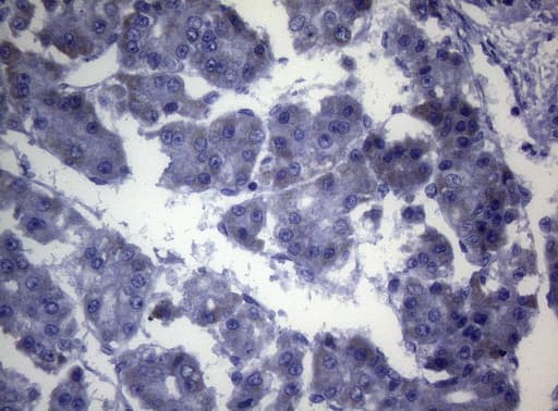 OPA3 Antibody (clone OTI2F5)