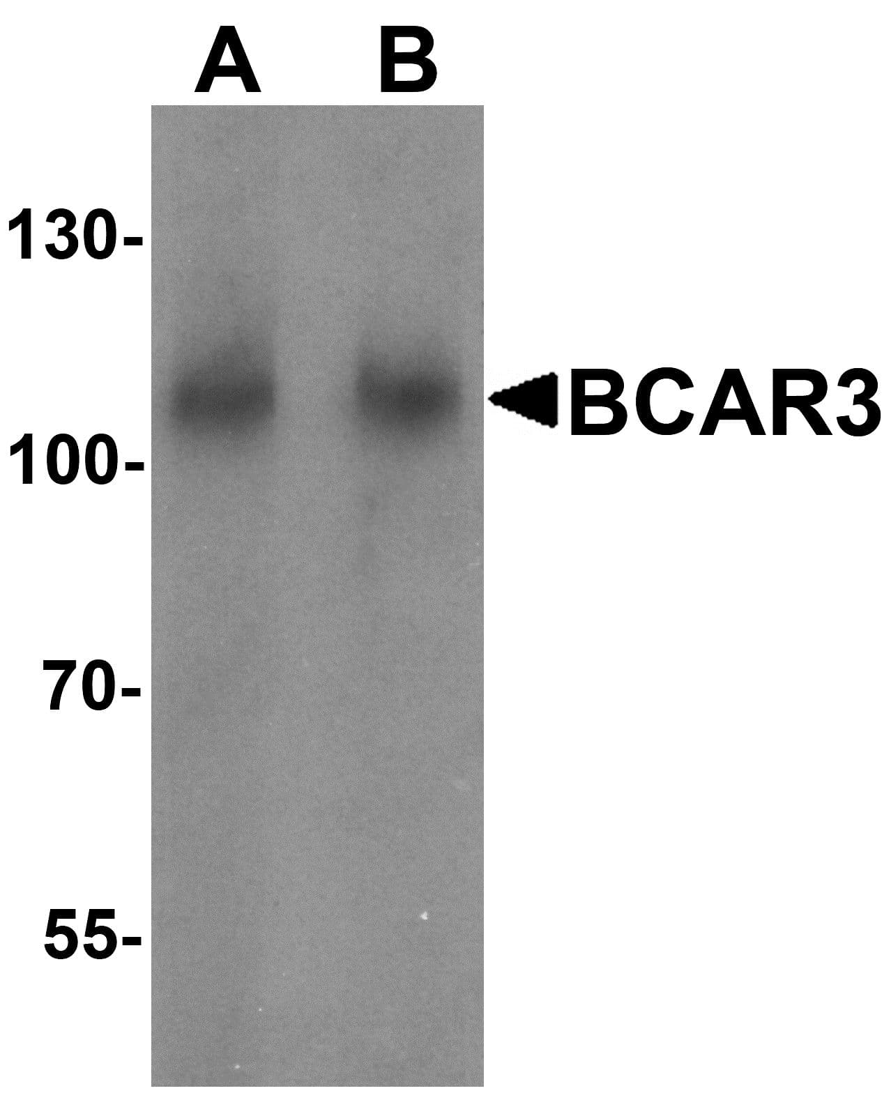 Polyclonal Rabbit anti-Human BCAR3 Antibody (IF, WB)