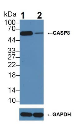 Polyclonal Rabbit anti-Human CASP8 / Caspase 8 Antibody (aa7-216, WB)