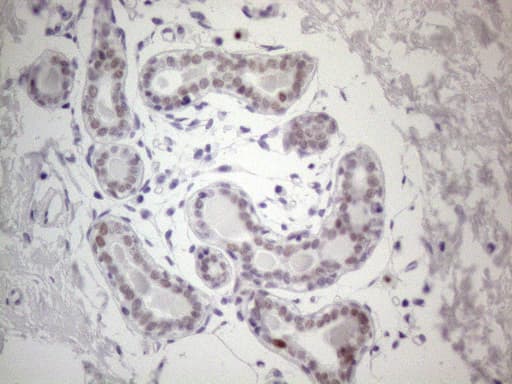 GATA3 Antibody (aa155-443, clone OTI8H4)