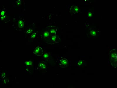 HIST1H3A Antibody