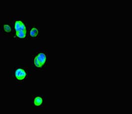 Polyclonal Rabbit anti-Mouse THRSP Antibody (IF)