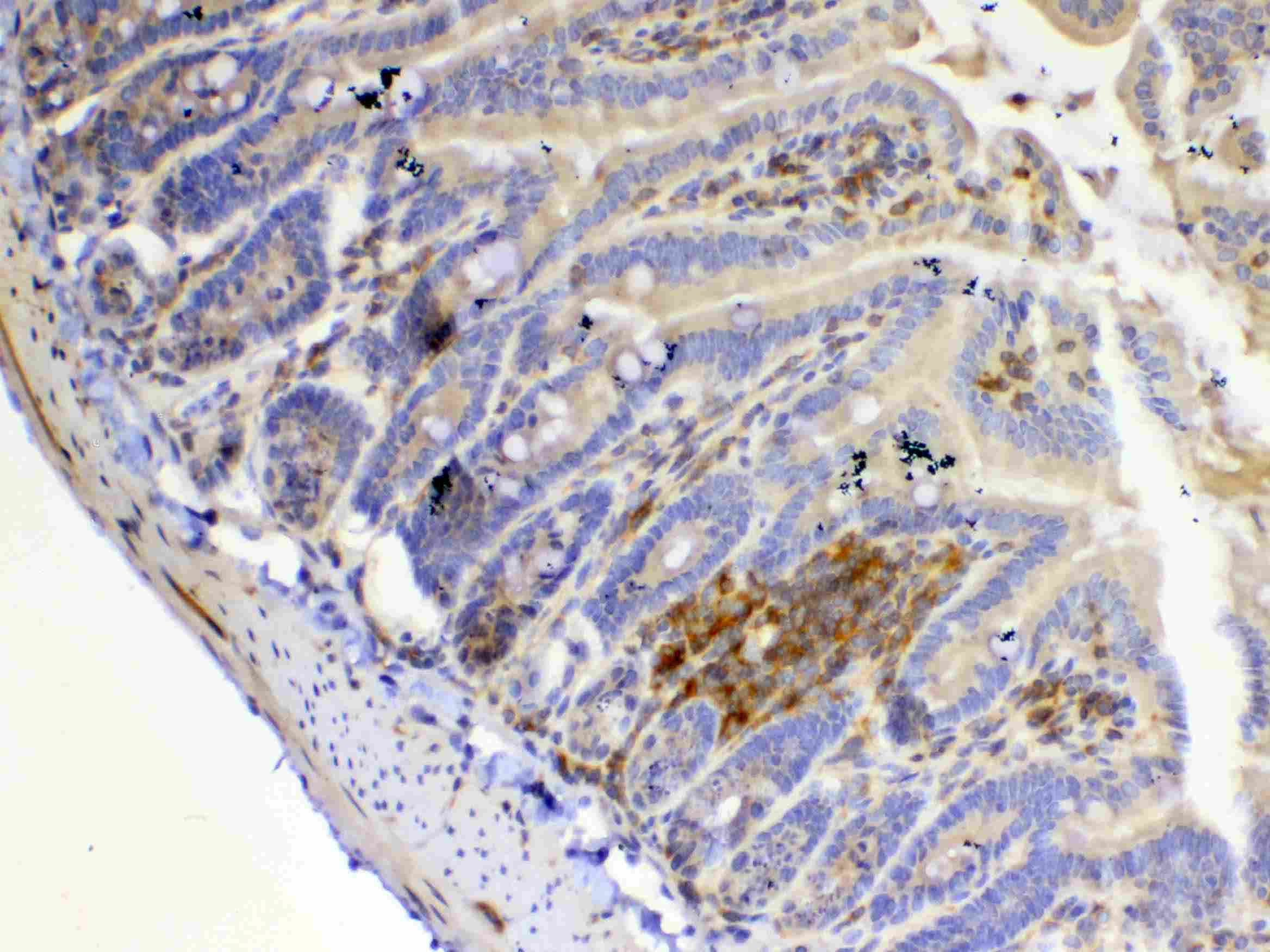 Polyclonal Rabbit anti-Rat IL12A / p35 Antibody (IHC, WB)