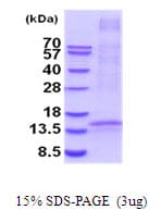 Human TNFSF18 / GITRL Protein (Recombinant His)