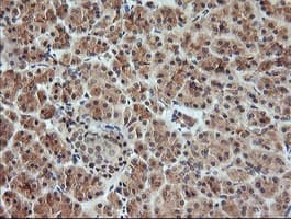 KLK8 / Kallikrein 8 Antibody (clone OTI5B4, Carrier-free)