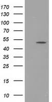 PACSIN3 Antibody (clone OTI4C5)
