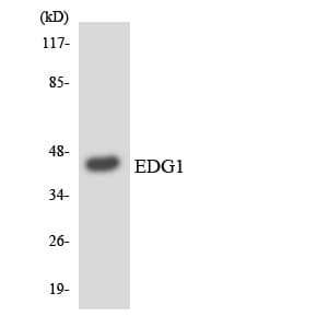 Polyclonal Rabbit anti-Human S1PR1 / EDG1 / S1P1 Antibody (aa48-97, WB)