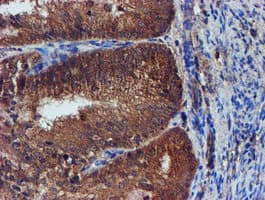 IDS / Iduronate 2 Sulfatase Antibody (clone OTI1D9)