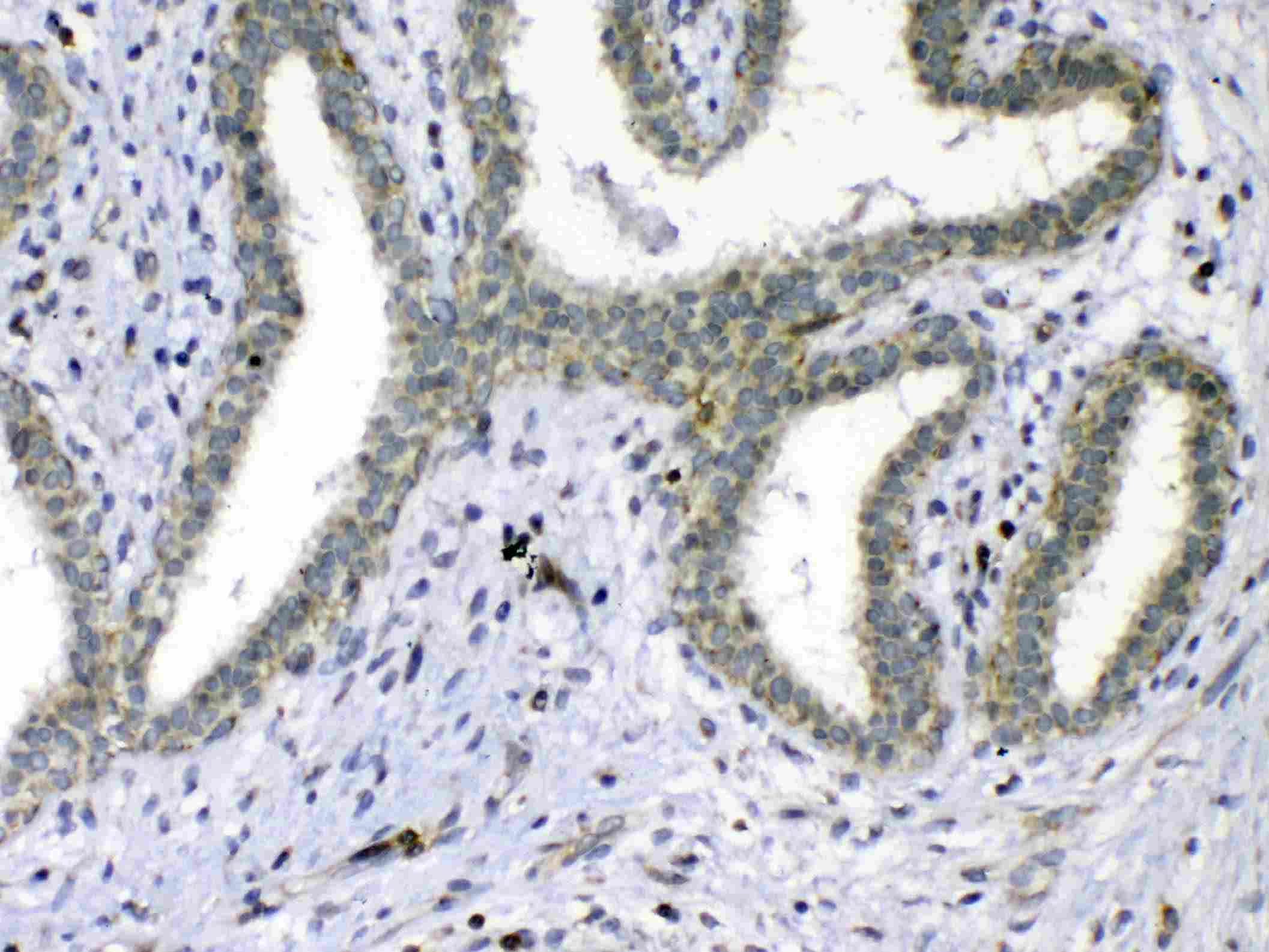 CDC20 Antibody