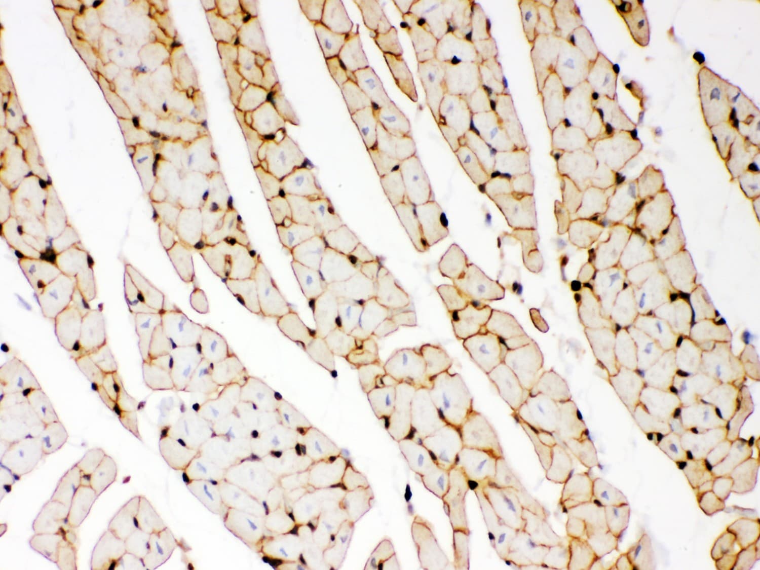 DMD / Dystrophin Antibody (aa3076-3404)