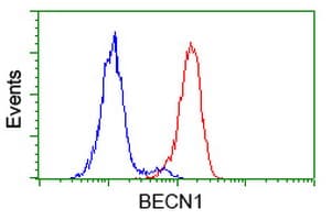 BECN1 / Beclin-1 Antibody (clone OTI1F1)