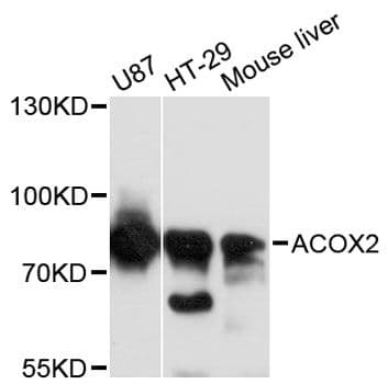 ACOX2 Antibody
