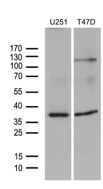 DIMT1L Antibody (aa1-238, clone OTI6E7)