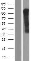 OR6K3 Protein (Over-Expression Lysate Myc-DDK (Flag))