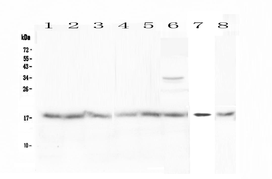BTG2 Antibody