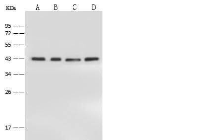 PPP1R8 / Rnase E Antibody