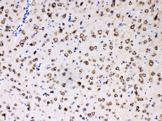 RPS27 / Ribosomal Protein S27 Antibody