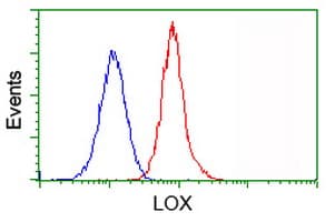 LOX / Lysyl Oxidase Antibody (clone OTI9G2)