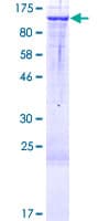 Human DZIP1L Protein (Recombinant GST)