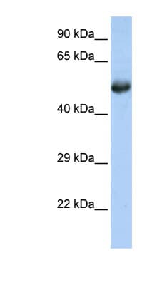 FLI1 Antibody (aa360-409)