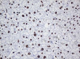 DCPS Antibody (clone OTI1E6)