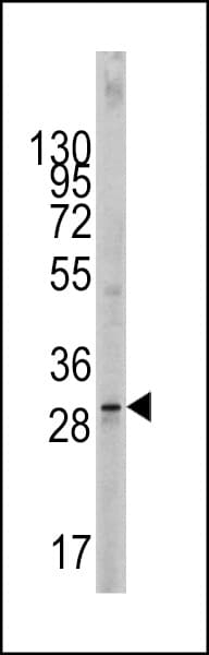 Polyclonal Rabbit anti-Human KITLG / SCF Antibody (aa244-273, IF, WB)