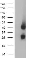 MFAP3 Antibody (clone OTI1G1)