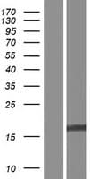 C5orf49 Protein (Over-Expression Lysate Myc-DDK (Flag))