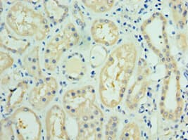 FUT6 Antibody (aa170-359)