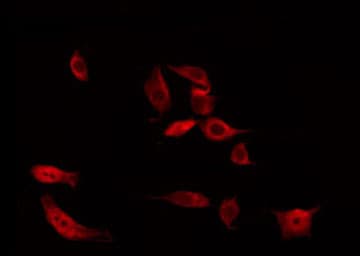 Polyclonal Rabbit anti-Human PA2G4 / EBP1 Antibody (IF, WB)