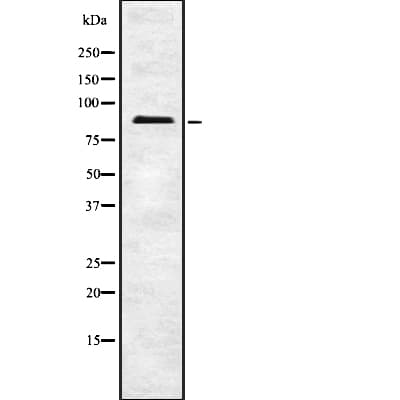 FASTKD5 Antibody