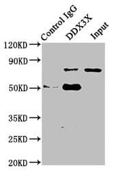 Polyclonal Rabbit anti-Human DDX3 / DDX3X Antibody (aa2-662, IHC, WB)