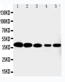CDK7 Antibody (aa329-346)
