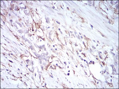 CD14 Antibody (aa20-214, clone 4B4F12)
