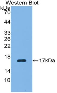 RNLS / Renalase Antibody (aa18-150, HRP)