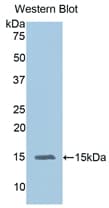 IL15 Antibody (aa49-162, Cy3)