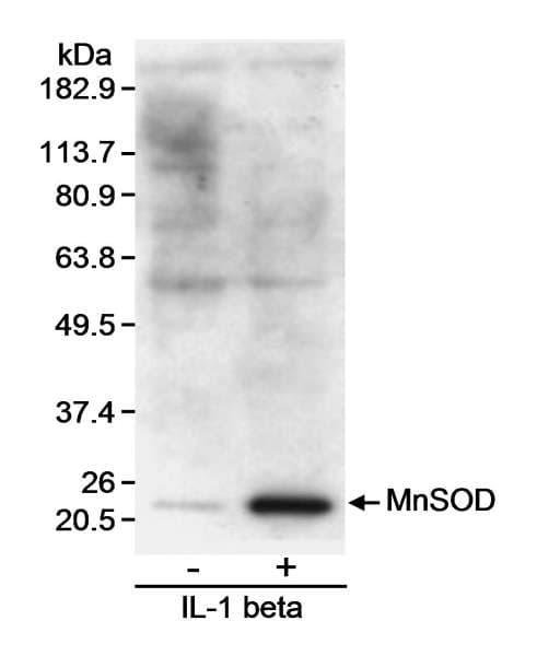 Polyclonal Goat anti-Rat SOD2 / Mn SOD Antibody (aa175-C-term, WB)
