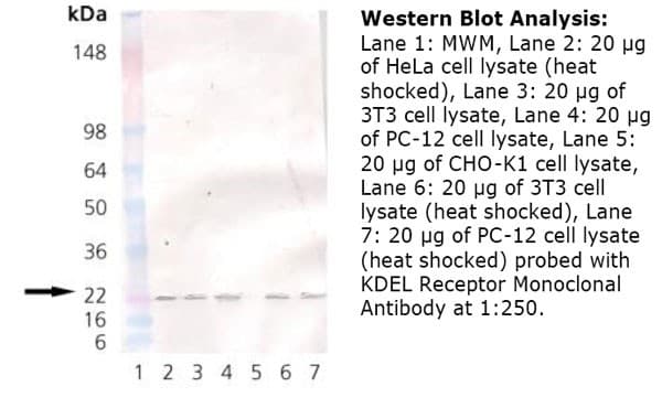 Monoclonal Mouse anti-Bovine KDELR / KDEL Receptor Antibody (clone KR-10, WB)