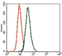 GRIA2 / GLUR2 Antibody (Amino Acid: 652-807, clone 7G6)