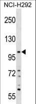 PLEKHA6 Antibody (aa710-736)
