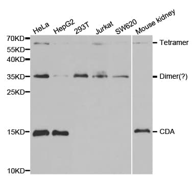IHC-plus™ CDA / Cytidine Deaminase Antibody