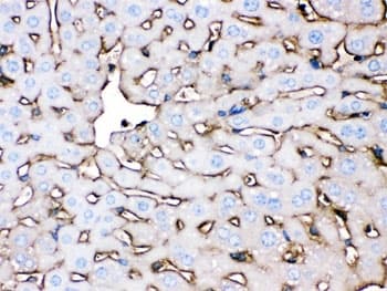 APOA1 / Apolipoprotein A 1 Antibody