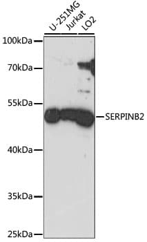 SERPINB2 / PAI-2 Antibody